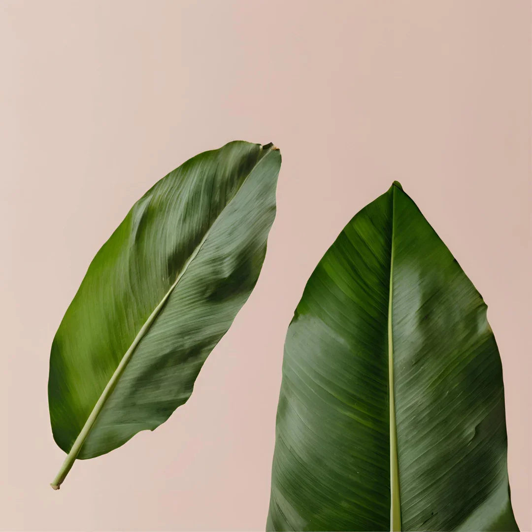 Hojas Congeladas - Latineo